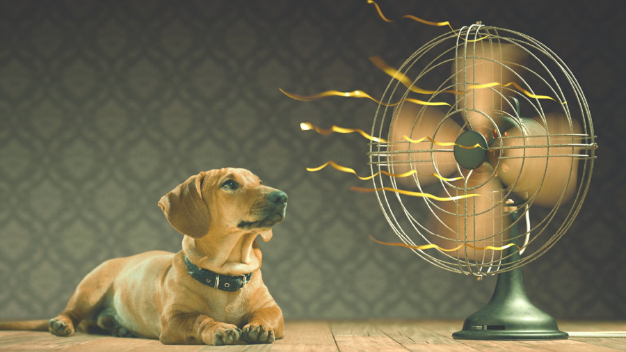 Come scegliere un ventilatore tra tutti i modelli disponibili? Ecco la nostra guida all'acquisto